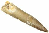 Fossil Plesiosaur (Zarafasaura) Tooth - Morocco #296333-1